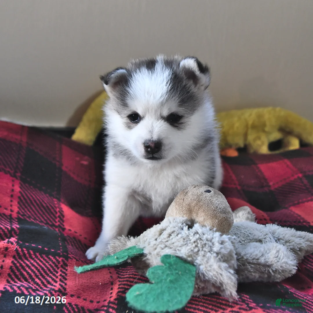 Pomsky dogs for sale: Asher - Ad 2