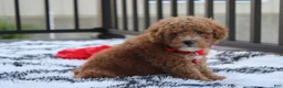 Bichpoo dogs for sale: Kirian  - Ad 13