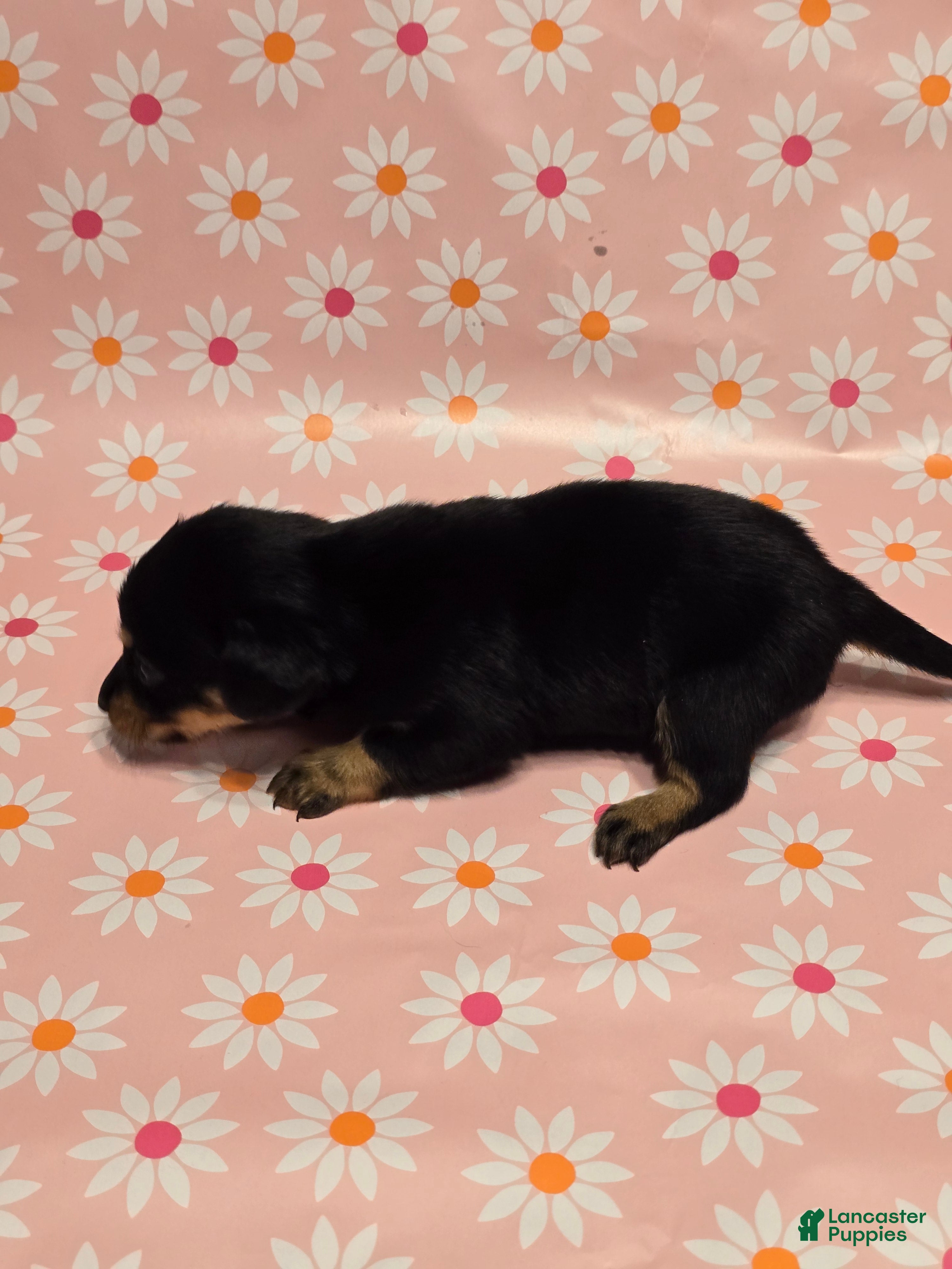Miniature Dachshund dogs Coco - Ad 2