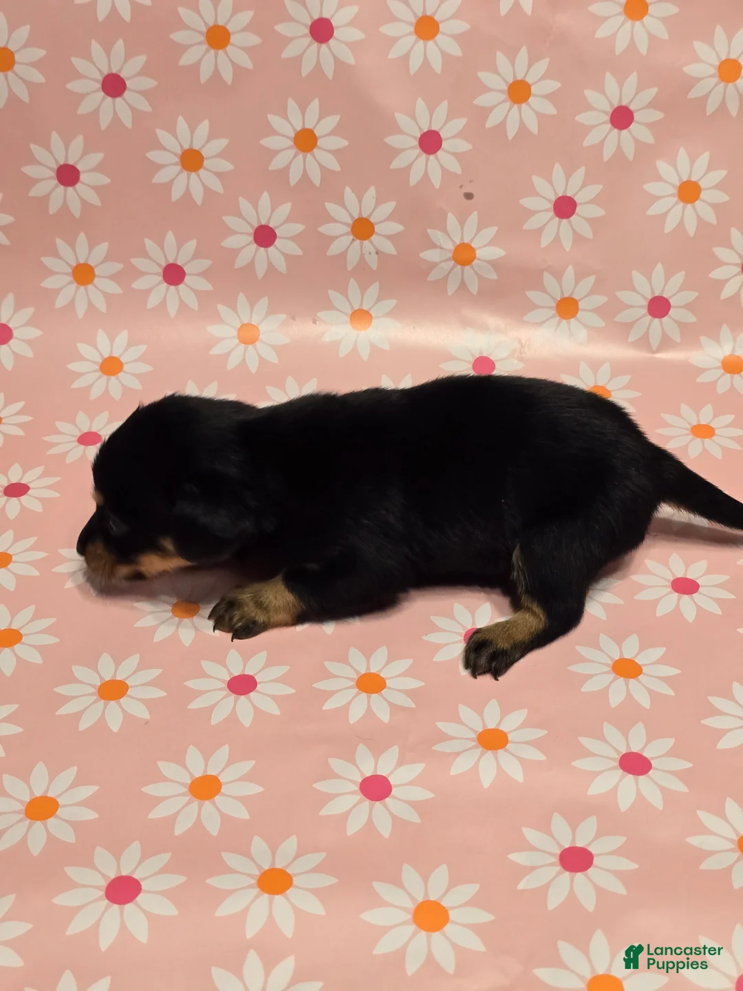 Miniature Dachshund dogs for sale: Coco - Ad 2