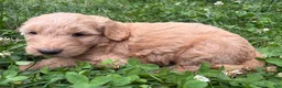 Goldendoodle dogs for sale: Goldendoodle 1 - Ad 2