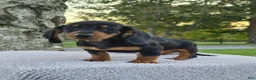 Miniature Dachshund dogs for sale: Remy  - Ad 6