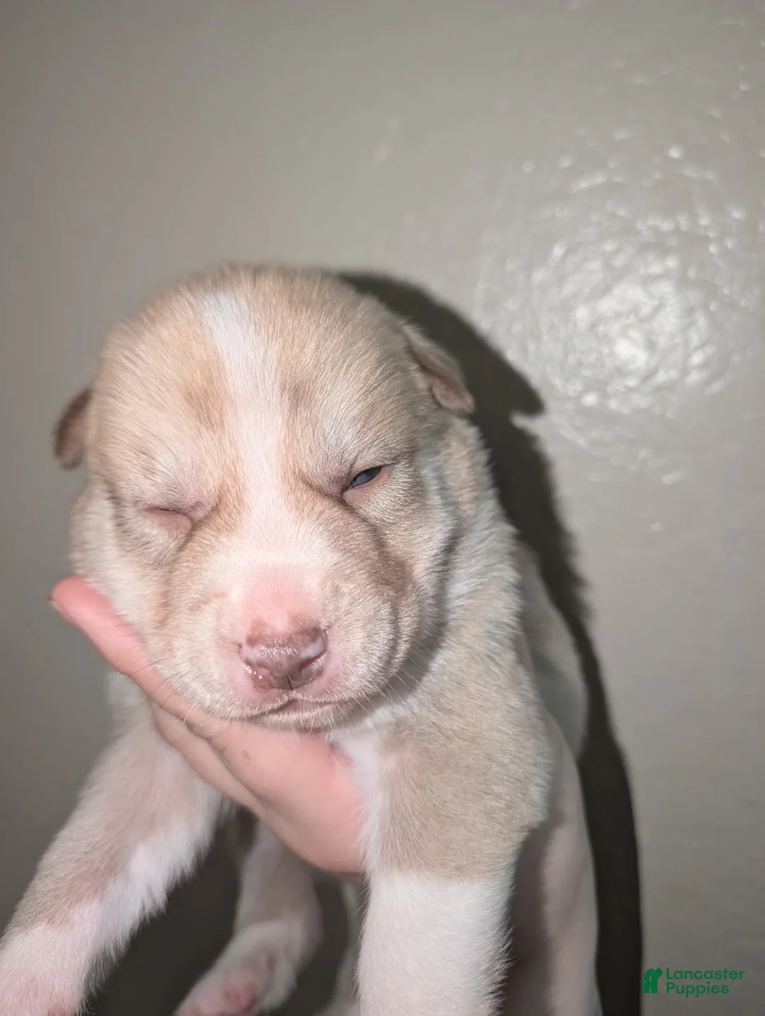 Pitsky dogs for sale: Peana - Ad 7