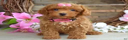 Toy Poodle dogs for sale: Molly - Ad 5