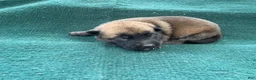 Mixed Breed dogs for sale: Male Puppy 2 - Ad 4