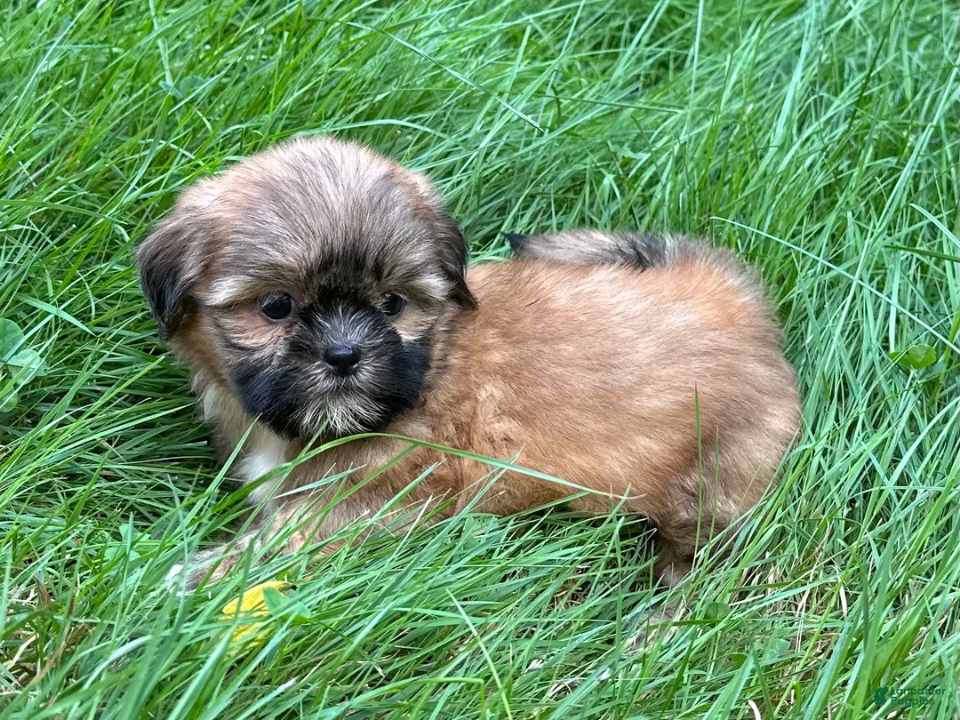 Shih Tzu dogs for sale: Shih Tzu 2 - Ad 2