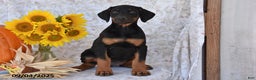 Doberman Pinscher dogs for sale: Kendra - Ad 3