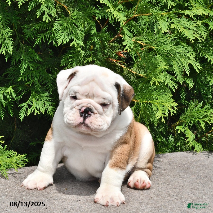 French Bulldog Beagle Bulldog Mix Puppies Frengle Beagle X Bulldog Canine Beagle  Mixed With French Bulldog, image size:900x900