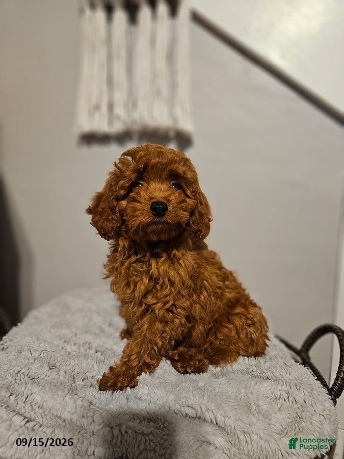 Cockapoo dogs Cooper - Ad 1