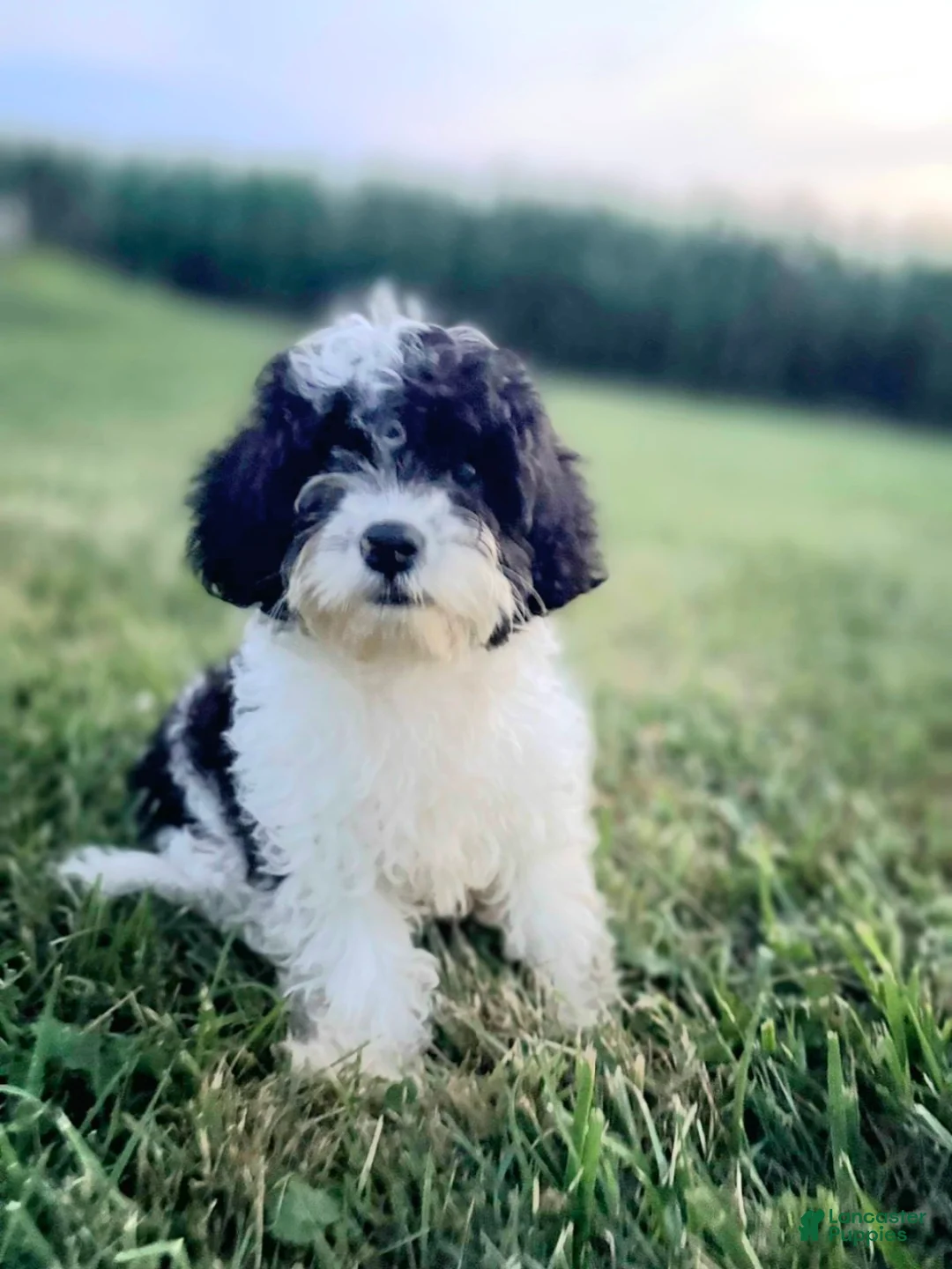 Cavapoo dogs for sale: Riley  - Ad 1