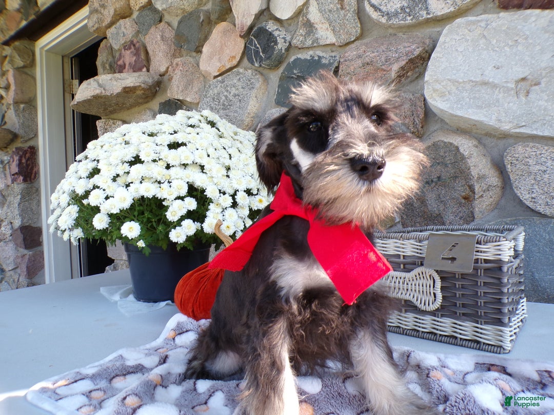 Miniature Schnauzer dogs for sale: Miniature Schnauzer Puppy 5 Curt - Ad 2