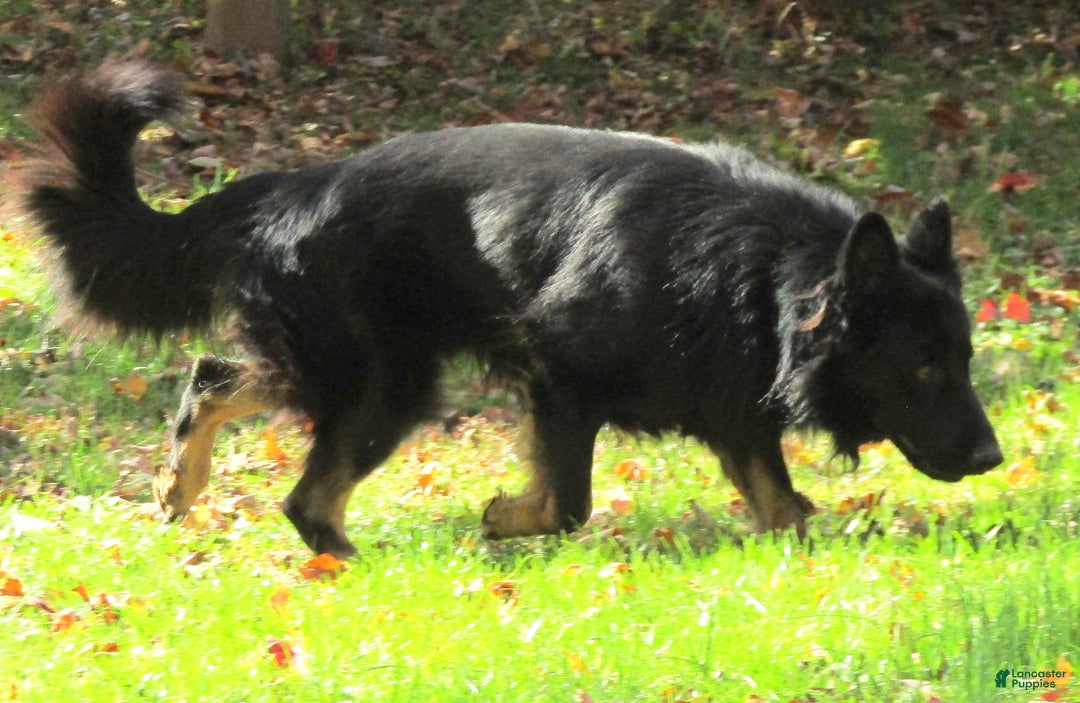 German Shepherd dogs for sale: German Shepherd Puppy 1 - Ad 6