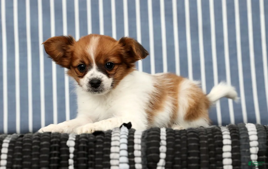 Papillon dogs for sale: Mara - Ad 6