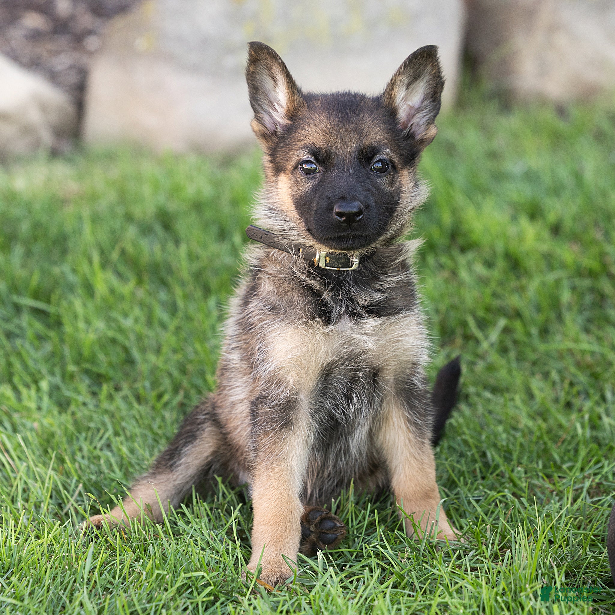 German Shepherd dogs Susie German Shepherd  - Ad 1