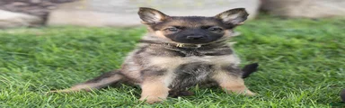 Susie German Shepherd 