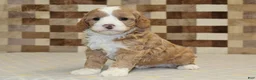 Mixed Breed dogs for sale: Frank - Ad 1