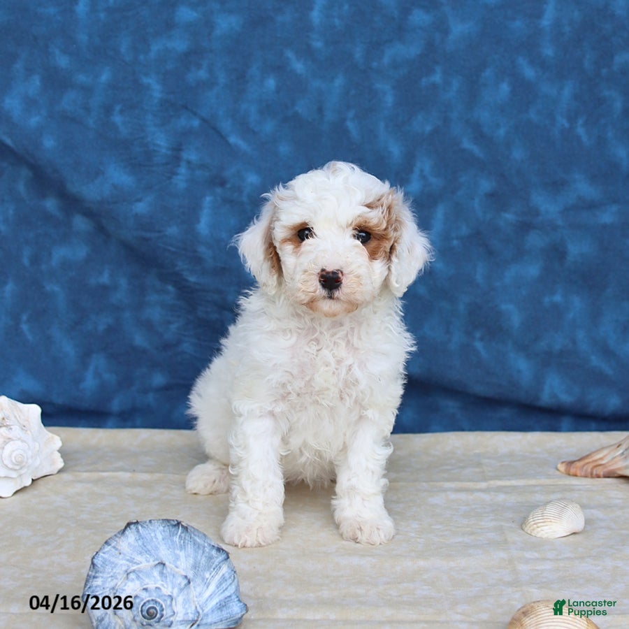 Goldendoodle dogs Babe - Ad 1