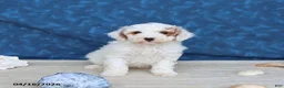 Goldendoodle dogs for sale: Babe - Ad 1