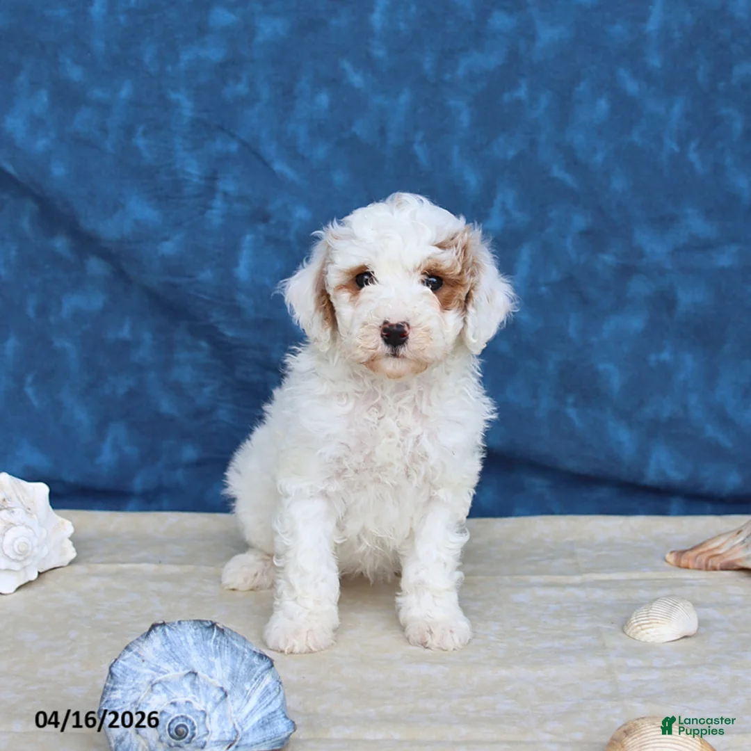 Goldendoodle dogs for sale: Babe - Ad 1