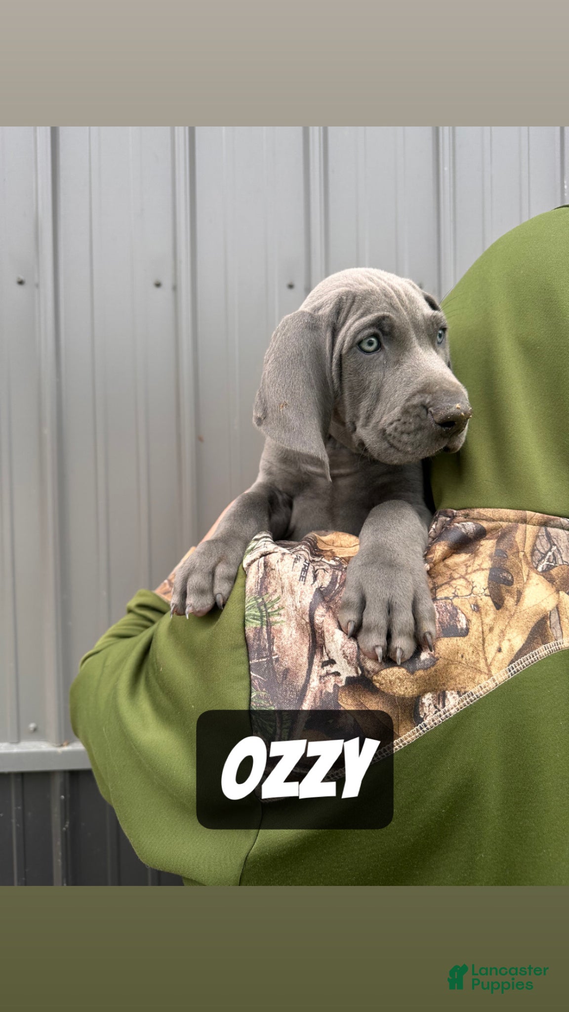 Weimaraner dogs Ozzy - Ad 1