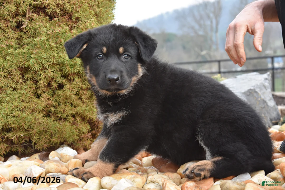 Mixed Breed dogs for sale: Maggie - Ad 2