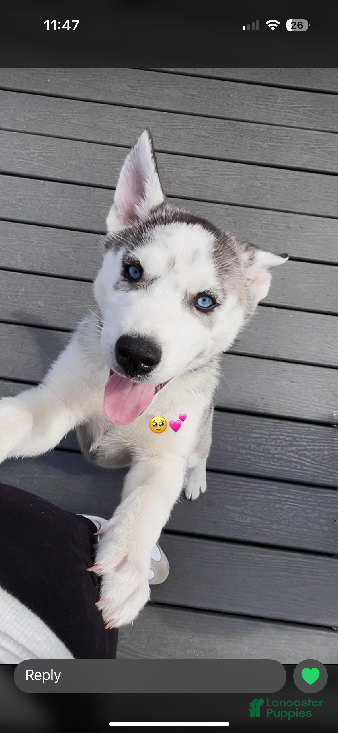 Siberian Husky dogs Siberian Husky Puppy 3 - Ad 29