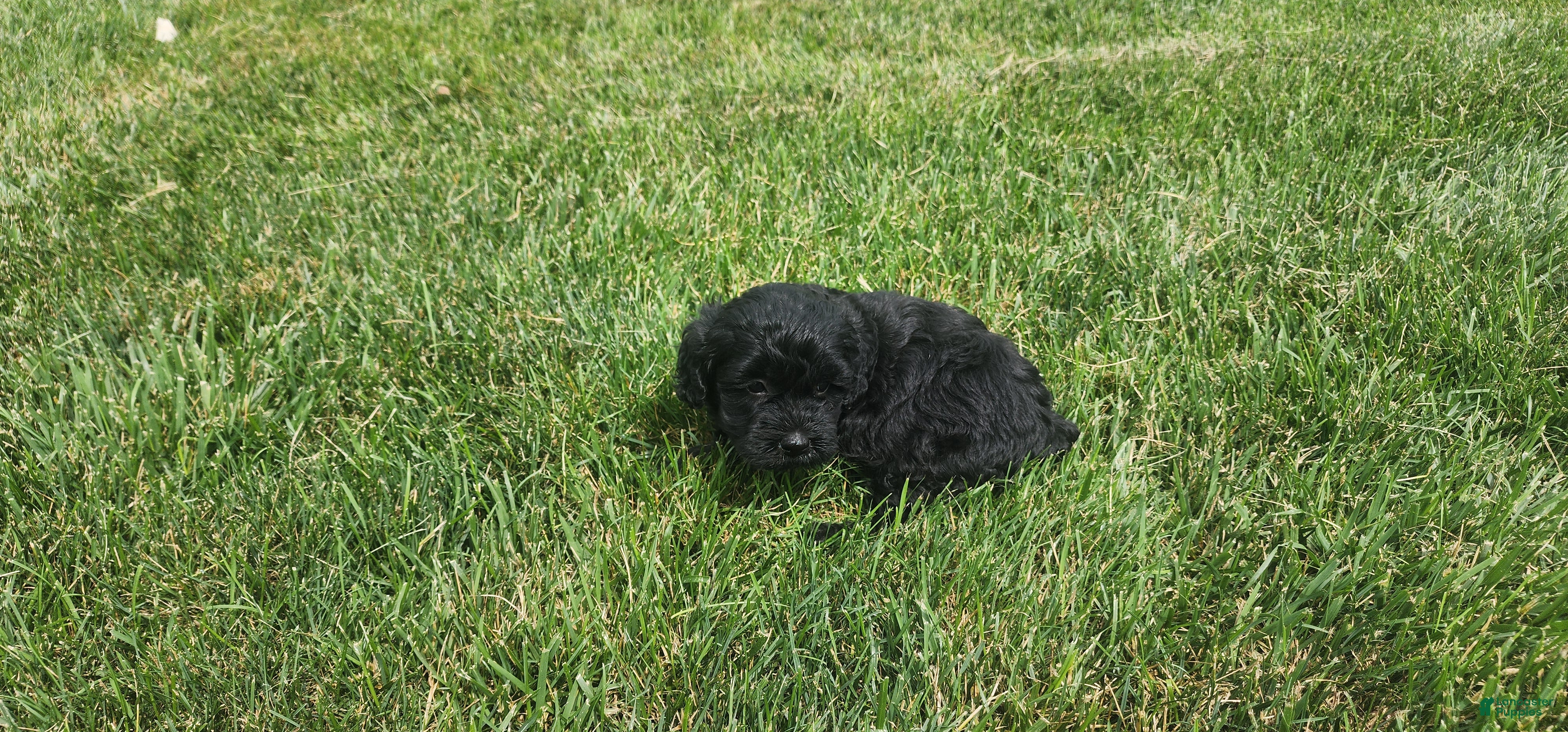 Mini Goldendoodle dogs Krista - Ad 19
