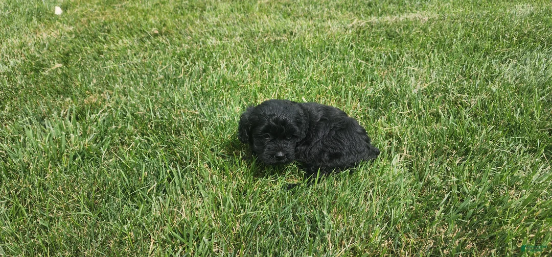 Mini Goldendoodle dogs for sale: Krista - Ad 1