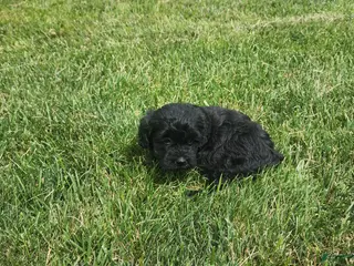 Mini Goldendoodle dogs Krista - Ad 15