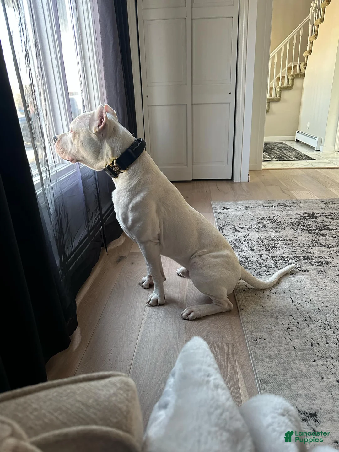 Dogo Argentino dogs for sale: Teal collar female  - Ad 5