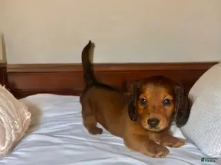 Dachshund dogs for sale: Slinky - Ad 3
