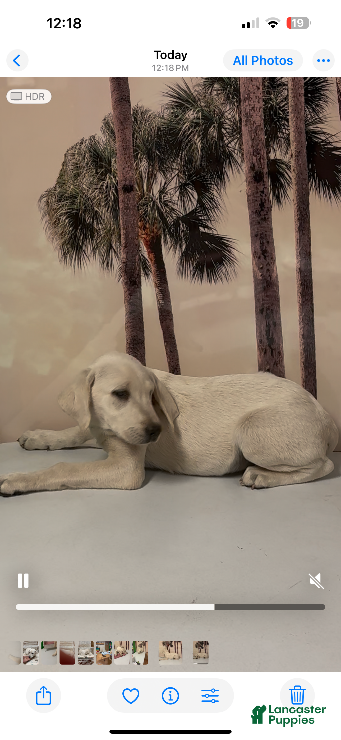 Labrador Retriever dogs for sale: Labrador Retriever Jackie - Ad 61