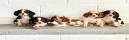 Cavalier King Charles Spaniel dogs for sale: Norris - Ad 12