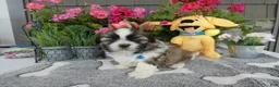 Shih Tzu dogs for sale: Shih Tzu 2 Midas - Ad 3