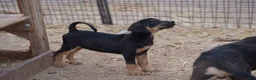 Mixed Breed dogs for sale: Doberdane Blk/Rst F - Ad 5