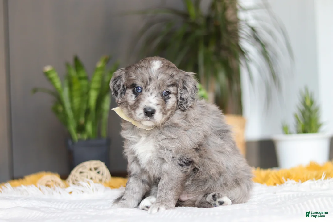 Mixed Breed dogs for sale: Canyon - Ad 3