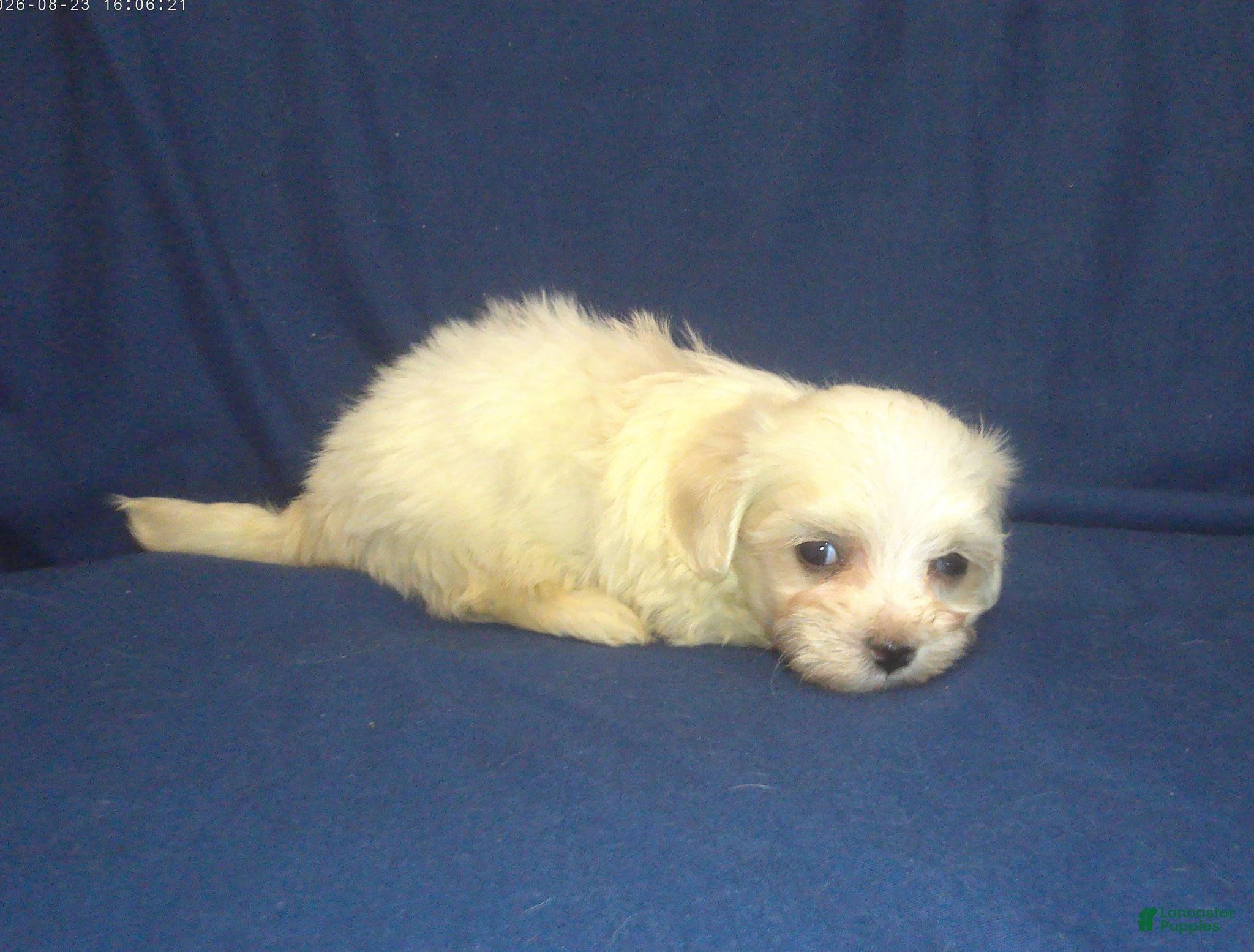 Maltipoo dogs for sale: Peggy Sue - Ad 4