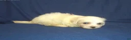 Maltipoo dogs for sale: Peggy Sue - Ad 1