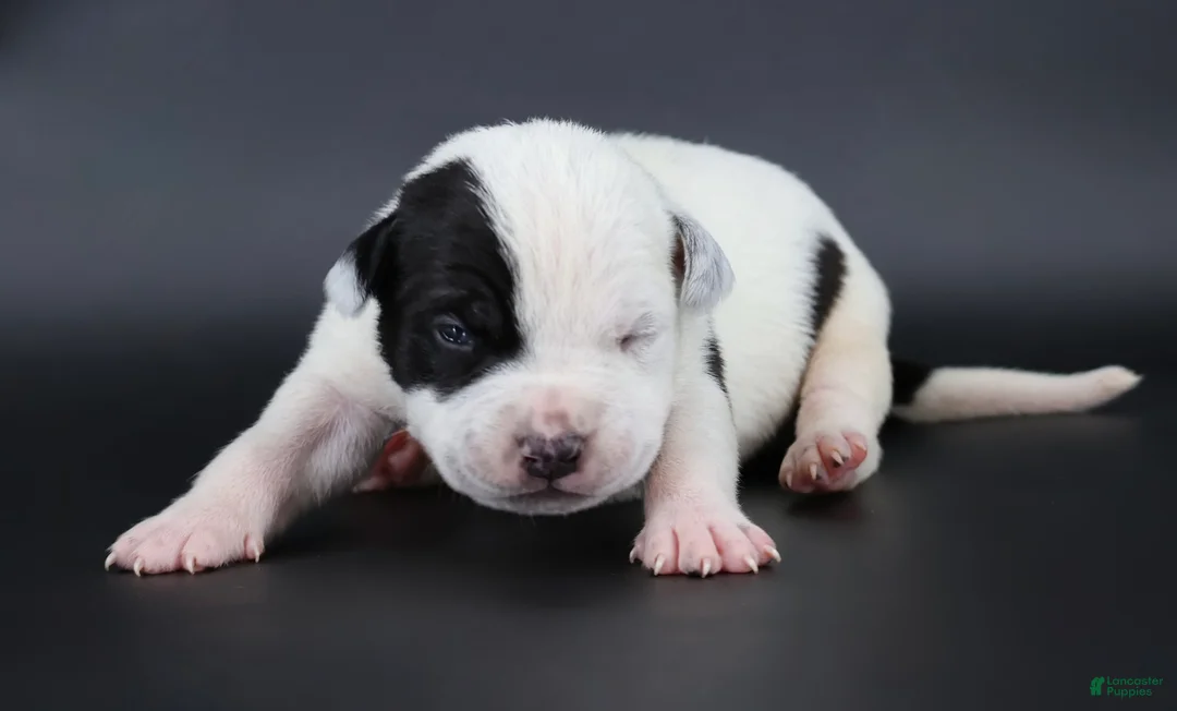 American Bully dogs for sale: Orion - XL - ABKC - Ad 1