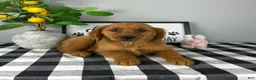 Golden Retriever dogs for sale: Gracie  - Ad 3