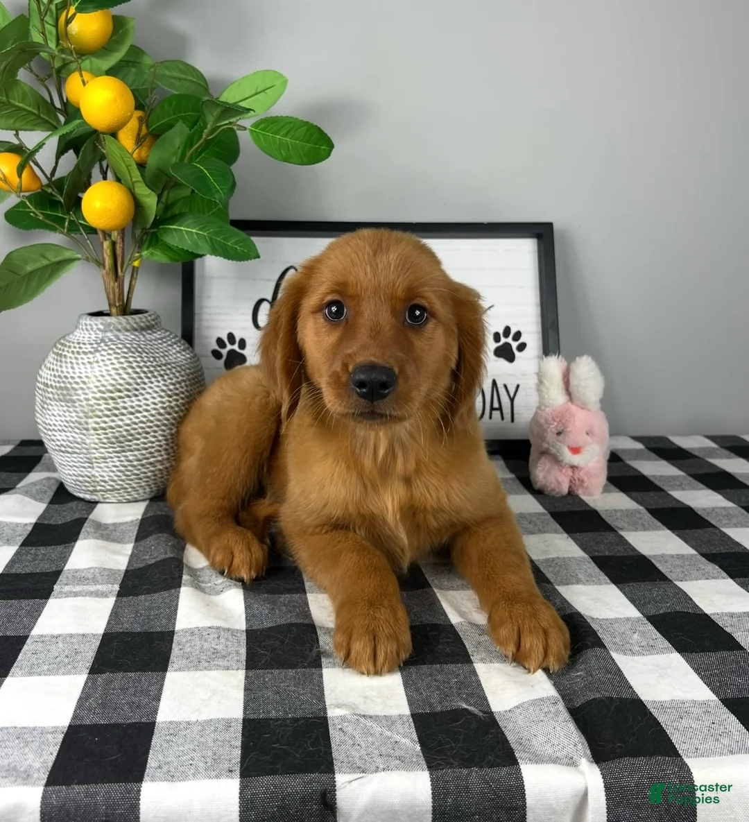 Golden Retriever dogs for sale: Gracie  - Ad 3