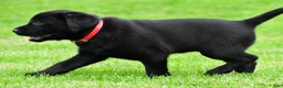 Labrador Retriever dogs for sale: Lola - Ad 9