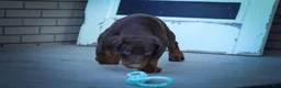 Doberman Pinscher dogs for sale: MASTER - Ad 10