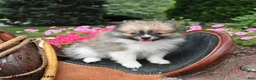 Pomeranian dogs for sale: Regina - Ad 5