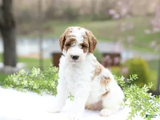 Mini Goldendoodle dogs Coco - Ad 4