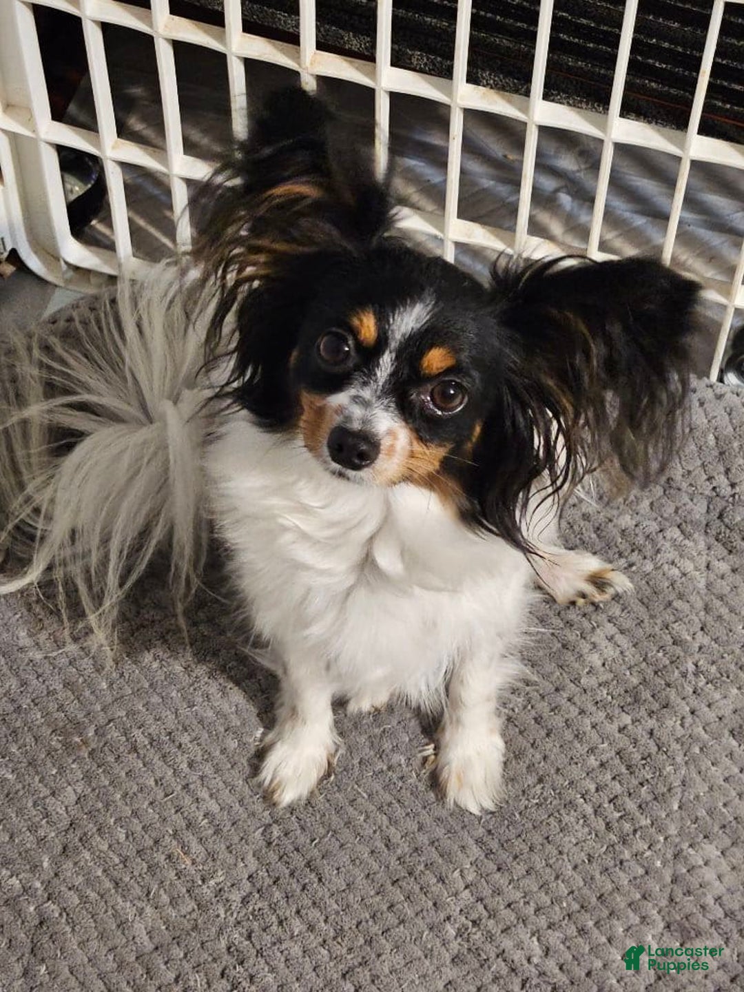 Gallery Image {{count}}