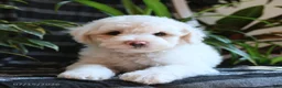 Bichpoo dogs for sale: Blue - Ad 5