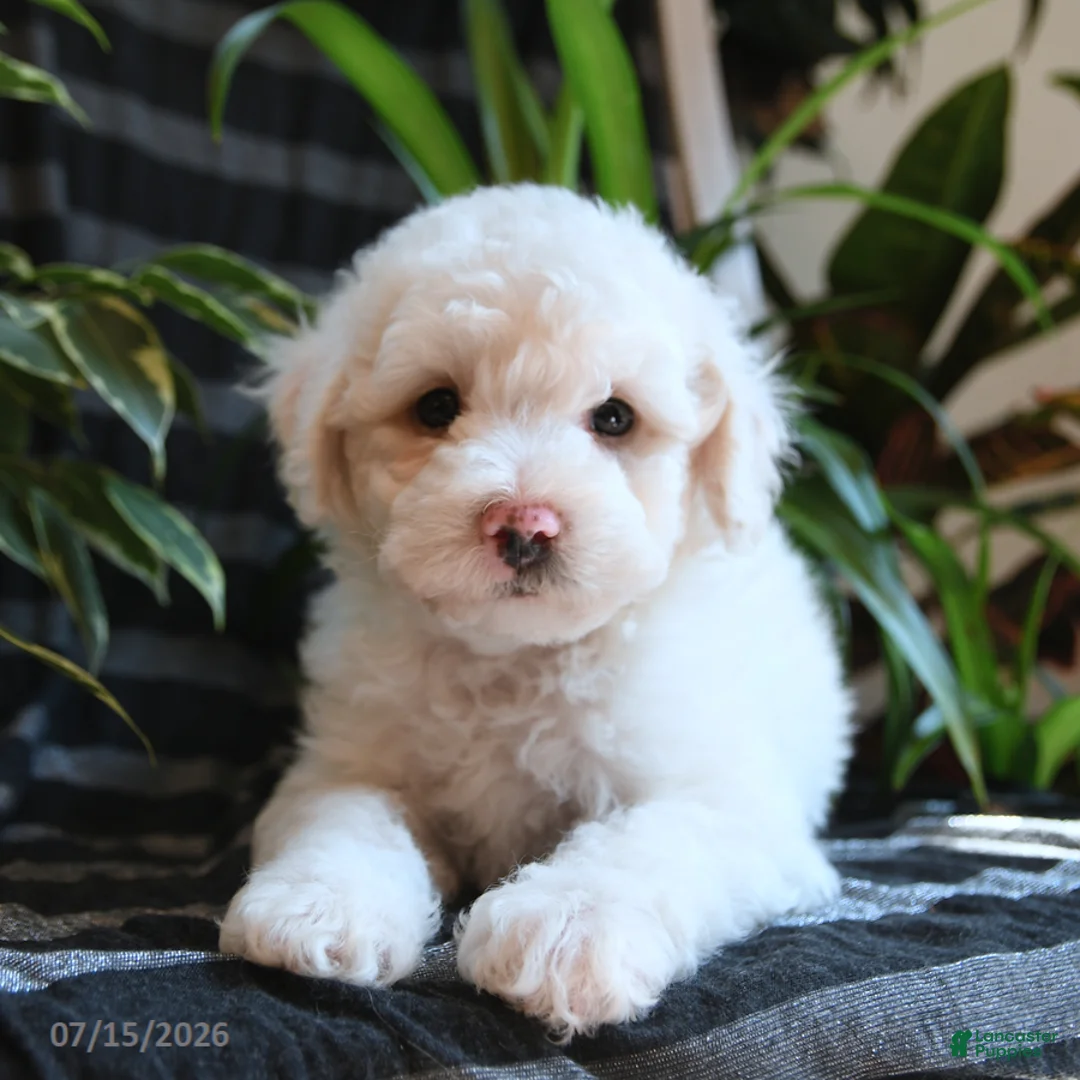 Bichpoo dogs for sale: Blue - Ad 5