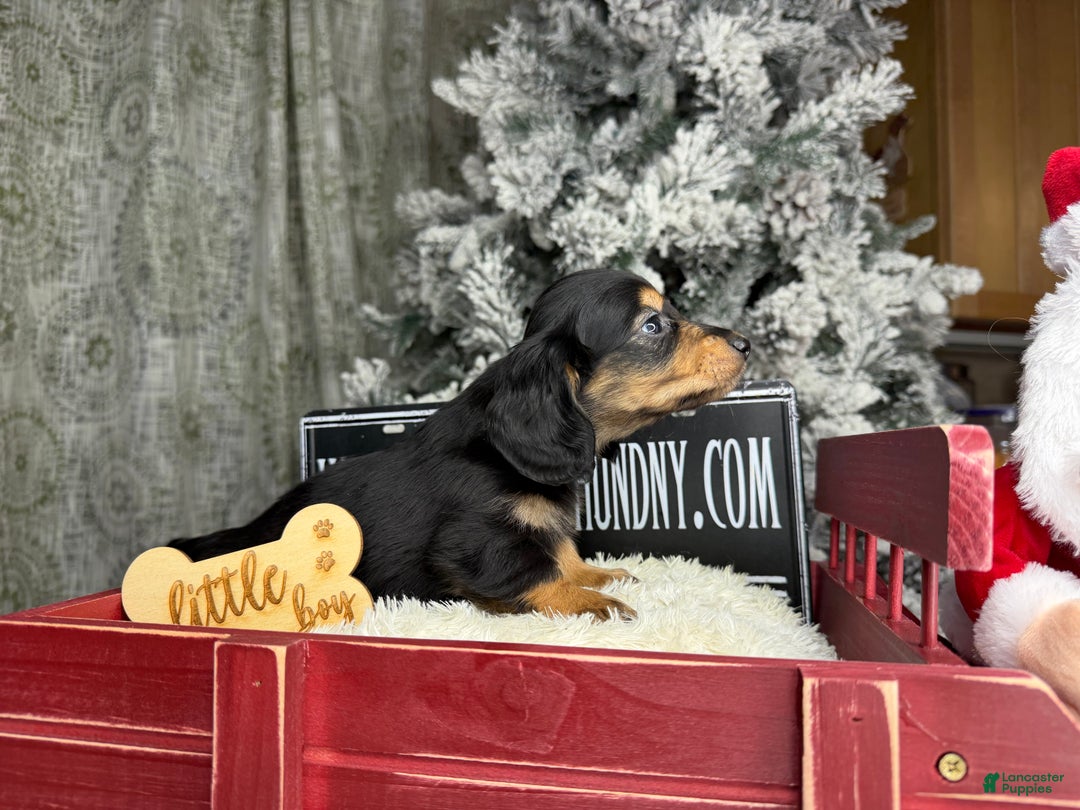 Miniature Dachshund dogs for sale: Import Akc PRA clear - Ad 9