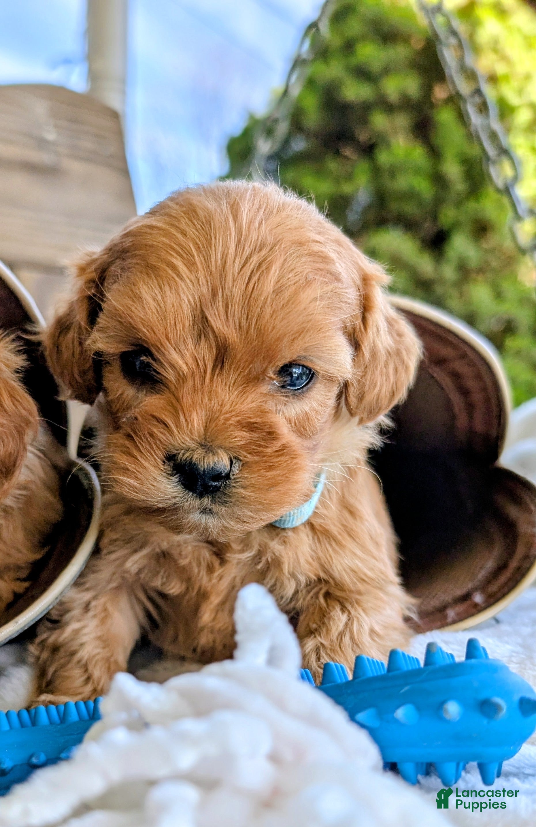 Cavapoo dogs Cookie - Ad 1